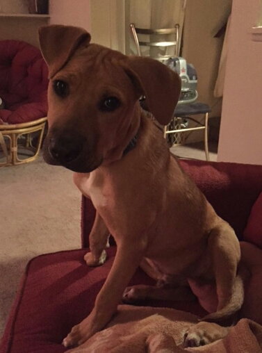 Ko Litter - Triskit - ADOPTED-11.27.15