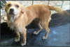 Cutter-ADOPTED-8.22.15