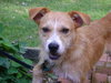 Cutter-ADOPTED-8.22.15