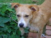 Cutter-ADOPTED-8.22.15