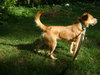 Cutter-ADOPTED-8.22.15