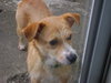 Cutter-ADOPTED-8.22.15