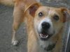 Cutter-ADOPTED-8.22.15