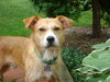 Cutter-ADOPTED-8.22.15
