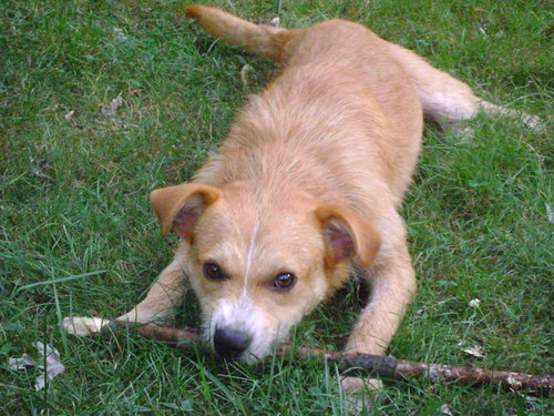 Cutter-ADOPTED-8.22.15