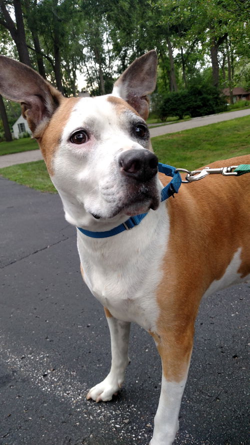 Phoenix - ADOPTED 09.23.15