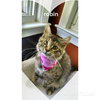 Robin - ADOPTED 02.27.16