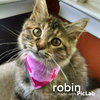 Robin - ADOPTED 02.27.16