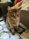 Robin - ADOPTED 02.27.16