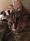 Robin - ADOPTED 02.27.16