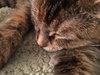 Robin - ADOPTED 02.27.16