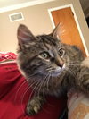 Robin - ADOPTED 02.27.16