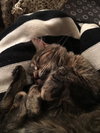 Robin - ADOPTED 02.27.16