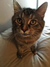 Robin - ADOPTED 02.27.16