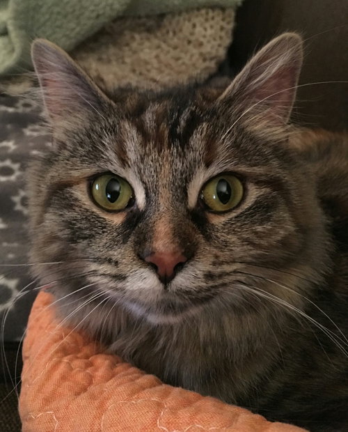Robin - ADOPTED 02.27.16