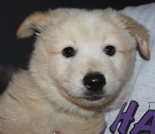 Mo Litter Cheeto - ADOPTED 08.22.15