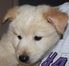 Mo Litter Cheeto - ADOPTED 08.22.15