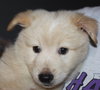 Mo Litter Cheeto - ADOPTED 08.22.15