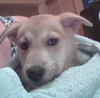Mo Litter Dorito - ADOPTED 08.22.15