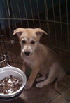 Mo Litter Dorito - ADOPTED 08.22.15