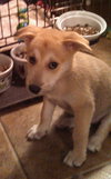 Mo Litter Dorito - ADOPTED 08.22.15