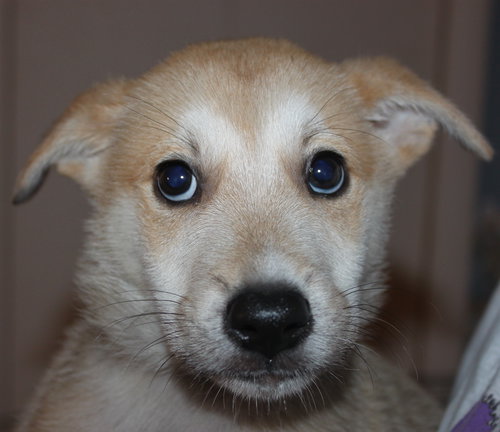 Mo Litter Dorito - ADOPTED 08.22.15