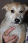 Mo Litter Dorito - ADOPTED 08.22.15