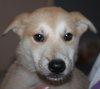 Mo Litter Dorito - ADOPTED 08.22.15