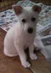 Mo Litter Pringle - ADOPTED 08.28.15