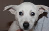 Mo Litter Pringle - ADOPTED 08.28.15