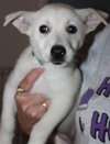 Mo Litter Pringle - ADOPTED 08.28.15