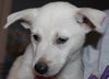 Mo Litter Pringle - ADOPTED 08.28.15