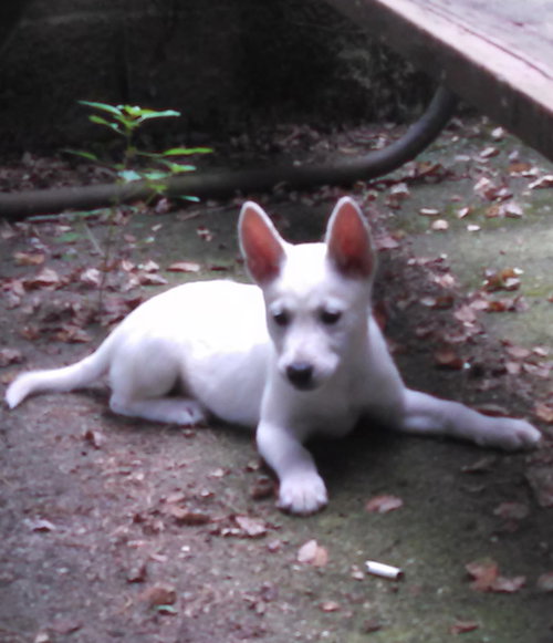 Mo Litter Pringle - ADOPTED 08.28.15