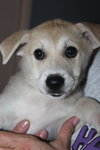 Mo Litter Frito - ADOPTED 08.22.15