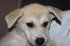 Mo Litter Frito - ADOPTED 08.22.15