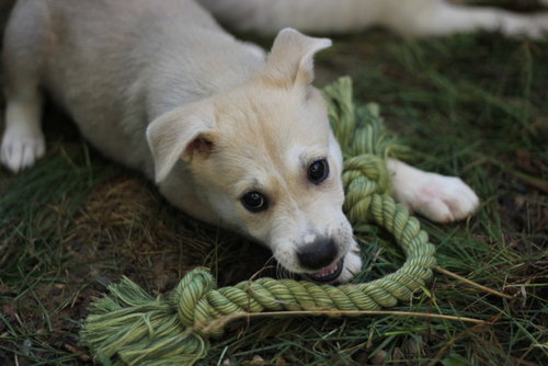 Mo Litter Frito - ADOPTED 08.22.15
