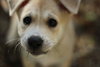 Mo Litter Frito - ADOPTED 08.22.15