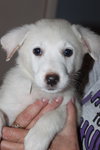 Mo Litter Ruffles - ADOPTED 08.23.15