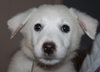 Mo Litter Ruffles - ADOPTED 08.23.15