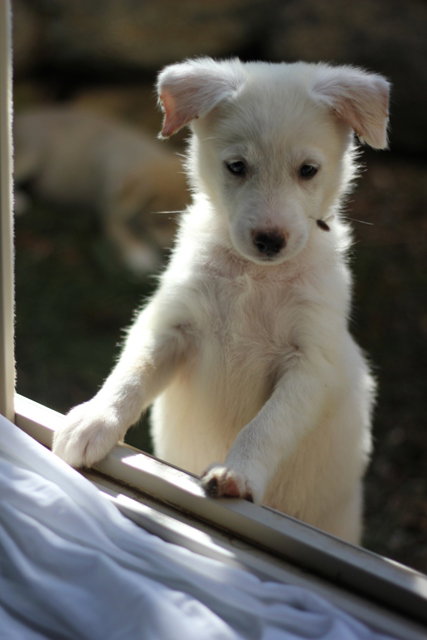 Mo Litter Ruffles - ADOPTED 08.23.15