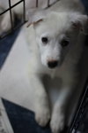 Mo Litter Ruffles - ADOPTED 08.23.15
