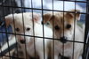 Mo Litter Ruffles - ADOPTED 08.23.15