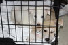 Mo Litter Ruffles - ADOPTED 08.23.15