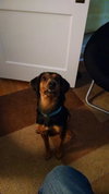 Morty - ADOPTED 11.28.15