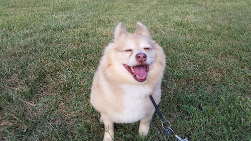 Mojo - ADOPTED 09.06.15