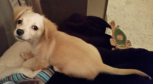 No Litter Gibbs - ADOPTED 09.26.15
