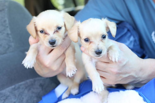 No Litter McGee - ADOPTED 09.12.15