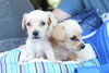 No Litter McGee - ADOPTED 09.12.15