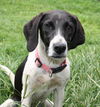 Sookie - ADOPTED-9.26.15