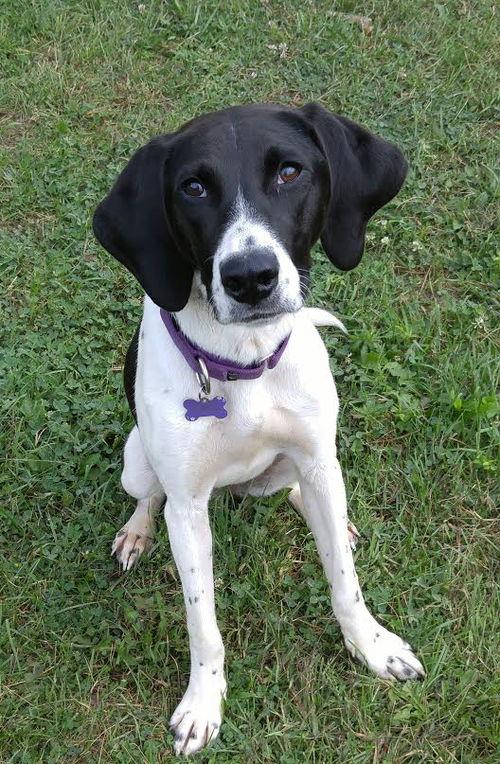 Sookie - ADOPTED-9.26.15